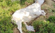 Magliano Alpi: mucca soccorsa dai vigili del fuoco di Morozzo e Ceva sugli alpeggi sopra Bossea