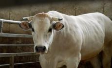 Carrù vuole dare vita alla “Strada della Razza Bovina Piemontese”