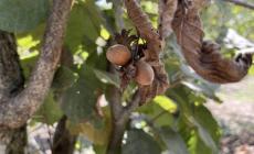 Nocciole, Coldiretti Cuneo chiede lo “stato di emergenza”