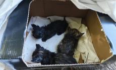 Gattini abbandonati in un sacchetto a Vicoforte, salvati dai volontari di “Una zampa per la vita”