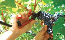 Vendemmia in anticipo: nel Doglianese raccolti i primi grappoli di Pinot Nero e Chardonnay