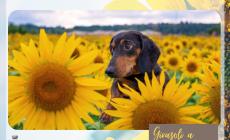 FOTOGALLERY - "Girasoli a Farigliano" 2025: tutte le foto premiate 