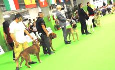 "Mondovicino dog show 2025": esposizioni internazionali canine