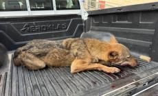 Cuneo: Nucleo Faunistico Ambientale recupera giovane lupo investito