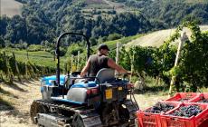 Nel Doglianese è partita in anticipo di una decina di giorni la raccolta delle uve Dolcetto 