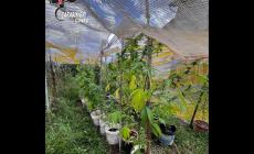 Arrestato in flagranza di reato&nbsp;69enne che coltivava marijuana