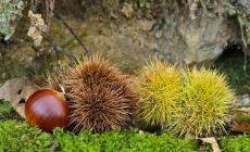 Scatta il fitto calendario delle castagnate tra Montaldo, Pamparato e Roburent