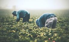 Aziende agricole nella “Granda”: il 69% sono irregolari