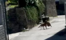 Un lupo in paese a Monasterolo Casotto 