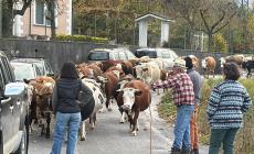Garessio: transumanza e Castagna, lo spettacolo del territorio