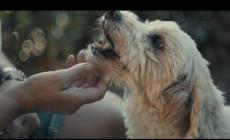 L’Alta Langa celebra Birba: una scultura in legno per il cane protagonista del cinema