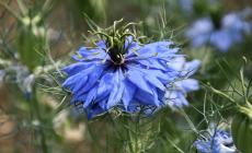 Niella Tanaro valorizza i suoi fiori simbolo: in arrivo la De.Co. per tre fiori di Nigella