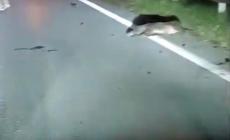 Sette cinghiali travolti sulla statale 28 a Garessio: nessuna persona ferita