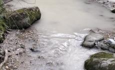 Frabosa Sottana: trote morte nel torrente Maudagna a Miroglio 