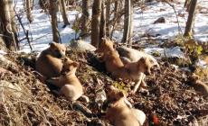 Pianfei: otto cani abbandonati sulle rive del Pesio, salvati dall’intervento del Comune