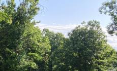 Rinvio regolamento deforestazione: Coldiretti Cuneo: "bene, ora semplificazione vera"
