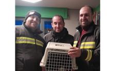 Avventura a lieto fine per una sparviere intrappolata in un negozio

