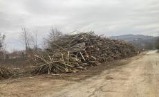 Clavesana: partito nel Tanaro un taglio della vegetazione come non si faceva da tempo 