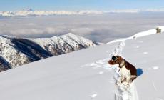 Il cane Argo scova i bocconi avvelenati&hellip;con gli occhiali da sole