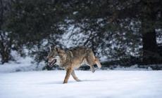 Un lupo nel giardino (anzi due): lo scatto che sorprende Ceva