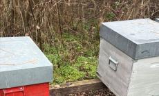 Nuovi furti di arnie a Vicoforte e Lequio Tanaro