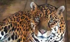 Murazzano, Regina compie 24 anni: il Parco Safari festeggia la sua &ldquo;leggenda&rdquo;