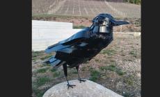 Farigliano: per San Valentino un corvo nero al posto delle rose