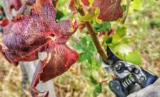 Lotta alla flavescenza dorata della vite: domani a Dogliani si svelano i numeri del 2025