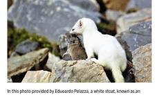 Uno scatto del fotografo ormeese Edoardo Pelazza per raccontare di Tina e Milo 