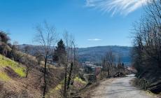 San Michele: tagliate alcune piante pericolanti in via Castello