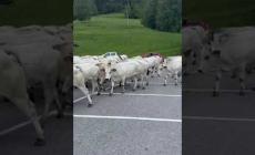 VIDEO - Da San Giovanni a San Michele: a Frabosa Soprana si rievoca la salita agli alpeggi