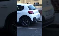 Volpe a Mondovì: avvistata vicino al ponte della Madonnina 