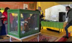 I campioni della Fiera del Cappone di Morozzo sono i capponi allevati da Fabrizio Dutto