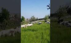 Mondovì: per il taglio dell'erba al "Casati" arrivano le mucche