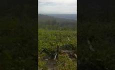 VIDEO - Clavesana: tromba d'aria rade al suolo vigna di Nebbiolo in frazione Lo Sbaranzo