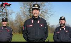 IL VIDEO. Peveragno: uccide il lupo nei boschi, bracconiere individuato dai Carabinieri Forestali grazie alla perizia dei Ris