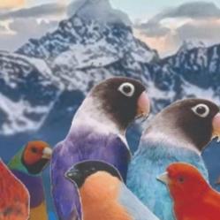 Un grande evento: a Farigliano la Prima Mostra Ornitologica Internazionale delle Alpi Occidentali