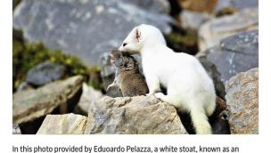 Ermellino Pelazza Ormea