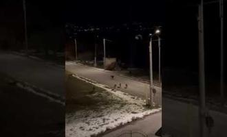 Un branco di sette lupi in strada a Briaglia 