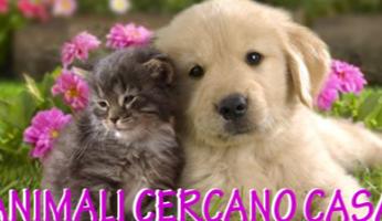 Animali in cerca di casa