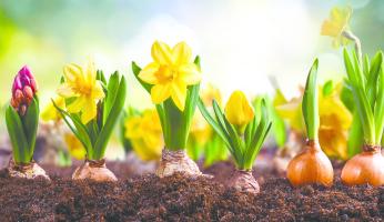 Il giardino rinasce a marzo