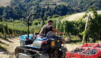 Nel Doglianese è partita in anticipo di una decina di giorni la raccolta delle uve Dolcetto