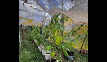 Arrestato in flagranza di reato 69enne che coltivava marijuana