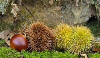 ricci castagne