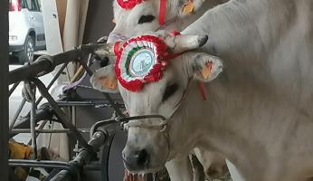 FOTOGALLERY - Asta del Bue Carrù 2025