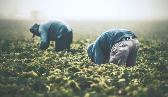 Aziende agricole nella “Granda”: il 69% sono irregolari