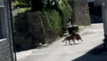 lupo monasterolo