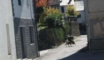 lupo monasterolo