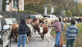 Garessio: transumanza e Castagna, lo spettacolo del territorio