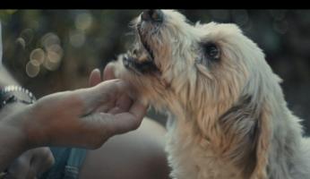 L’Alta Langa celebra Birba: una scultura in legno per il cane protagonista del cinema